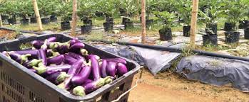 29) pembajaan cili padi kampung ke 1.npk161616+ baja organik cair. Tanam Cili Terung Timun Di Ladang Seluas 4 Ekar Ayu Damit Kini Usahawan Pertanian Berjaya Nona