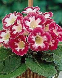 Beautiful Flowers Elegant Flowers Planting Flowers