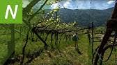 Netz natur sendung vom 10.12.2020. Landwirtschaft Ohne Pestizide Netz Natur Mit Andreas Moser Doku Srf Dok Youtube