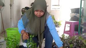 Tentang bunga anggrek bunga anggrek (orchidaceae) merupakan tanaman hias berbunga dengan anggota yang terbanyak. Jual Bibit Delima Merah Dll Jual Aneka Tanaman Langka Aneka Bibit Buah Dll Wa 085233852147 Youtube