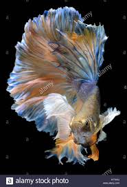 Here are my two fish living their lives. Dragon Scale Fish High Resolution Stock Photography And Images Alamy
