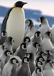 Emperor Penguins In Snow Hill Island Antarctica Cute Penguins Penguins Penguin Pictures
