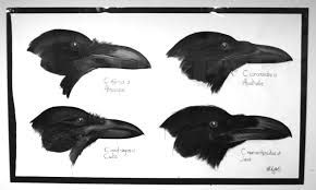 Birds That Start With A P Artist Maggie Wheelock Bird Crow Painting Plexi Framed Four Crow Profiles Untitled Four Different Species Of Crow 2 Crow Painting Ap Art Birds Painting
