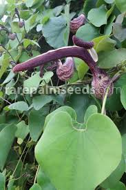 Image result for Aristolochia