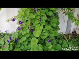 أسرع نبات متسلق ومزهر طول السنة ومغطيات الجدار نباتات متسلقة سريعة النمو Youtube Plants Diy Plants Grapes