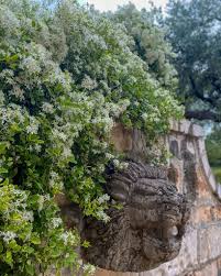 We did not find results for: Plant Pick Of The Month Sweet Autumn Clematis Jdubbydesign
