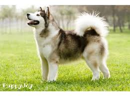 Learn more about malamute puppies until they are a year old. Alaskan Malamute Puppies For Sale In Oregon Or Purebred Alaskan Malamutes Puppy Joy