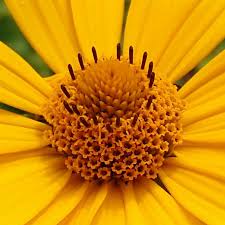 Image result for Tithonia diversifolia