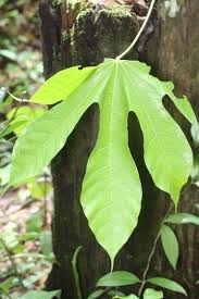 Image result for Sterculia appendiculata