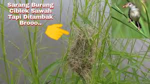Cara Mikat Burung Ciblek Sawah Contoh Lif Co Id