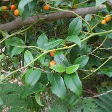 Image result for Cassinopsis