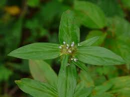 Image result for Spermacoce latituba