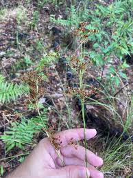 Image result for Ceropegia rendallii