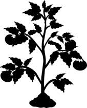 Plant black and white picture. Free Black And White Plants Outline Clipart Clip Art Pictures Graphics Illustrations