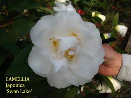 Camellia Swan Lake Camellia Swan Lake Plants