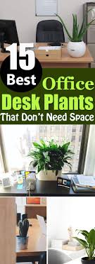 Take a closer look at these office plants for your desk. 15 Best Office Desk Plants That Don T Need Space Balcony Garden Web