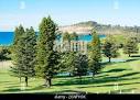 Norfolk Island Pine trees Araucaria heterophylla growing at ...