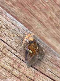 Image result for Autographa excelsa