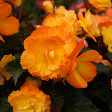 Image result for Begonia princeae
