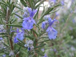 Rosemary can also be used as a supportive therapy for rheumatic disorders, and externally, rosemary is acknowledged for its efficacy and success in the treatment of circulatory problems. Rosemary Wikipedia