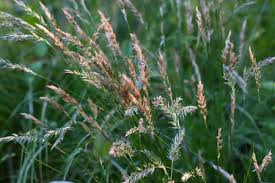 Image result for Anthoxanthum