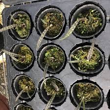 Image result for Oeceoclades perrieri