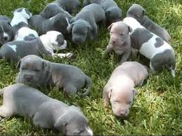 Blue Puppies And Gray Grey Pitbull Puppy 3 Week Old Www Pitbull Puppies Grey Pitbull Puppies Pitbulls
