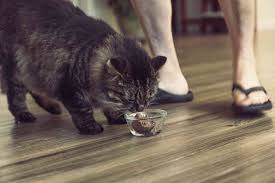 Although their curious personality leads them to expose themselves to many dangers the truth is that. What Is Feline Hepatic Lipidosis Or Fatty Liver Disease