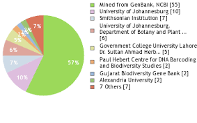Image result for Dombeya shupangae