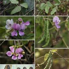 Image result for Dolichos sericeus