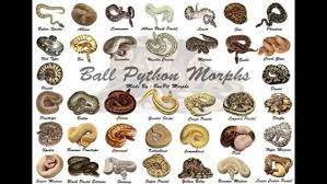Ball Python Morph Chart Google Search Ball Python Morphs Ball Python Pet Ball Python