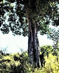 Image result for Xanthocercis zambesiaca