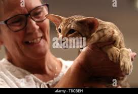 Osterfen Shaliemar, the ten month old Oriental short hair cat, with owner Sue  Devlin from Livingston