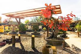 How to create indoor bonsai gardens. On The Grid Bonsai Garden