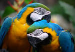 2 parrots dancing