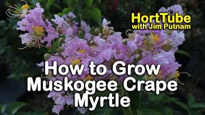 Some varieties also produce great fall color and have an exfoliating bark. How To Grow Muskogee Crape Myrtle Light Lavender Pink Flowers Youtube