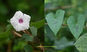 Image result for Ipomoea sinensis