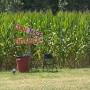 Profile Picture of Family opens farm to community - KAITon Google