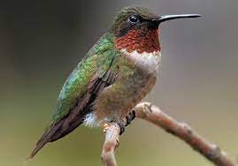 Obviously they're a great source of nectar, but other north american. Pmqtjriukuctsm