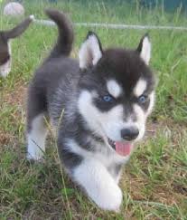 Maybe you would like to learn more about one of these? Free Siberian Husky Puppies Near Me Online Shopping Mall Find The Best Prices And Places To Buy