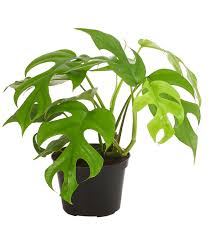 Maybe you would like to learn more about one of these? Fensterblatt Monstera Minima Dehner