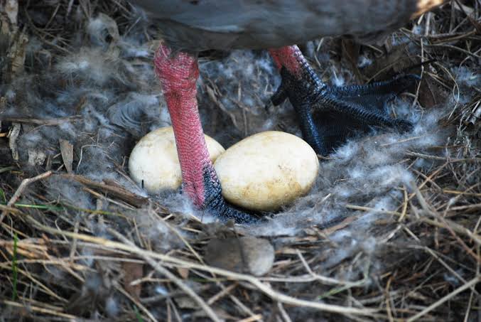 Mga resulta ng larawan para sa Goose Cape Barren, Nest with Eggs"