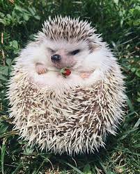 These Adorable Hedgehogs Don T Have A Care In The World Hedgehog Pet Cute Hedgehog Cute Animals