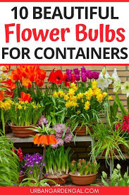 Summer flowering bulbs when to plant. 10 Beautiful Flower Bulbs For Containers Bulb Flowers Summer Flowering Bulbs Planting Flowers
