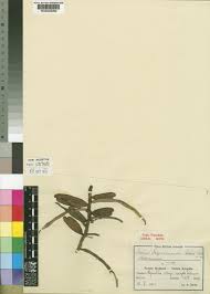 Image result for Diaphananthe stolzii