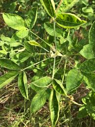 Image result for Crotalaria agatiflora