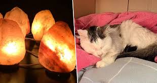 The lit salt crystal clears the air naturally of allergens like smoke, pet dander, pollens, and other. Vets Issue Warning After Pet Nearly Dies From Licking Himalayan Salt Lamp Unilad