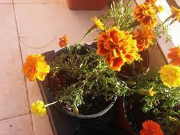 Is My Marigold Plant Dying Gardening Landscaping Stack Exchange