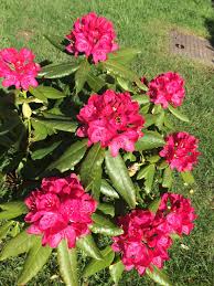 Nepali National Flower Rhododendron Nepal Nepali Rhododendron Laliguras Pink Love Flowers Rhododendron Pink