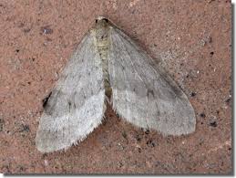 Image result for Operophtera fagata